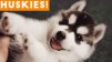 cutehusky7000