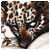 Darwinasync