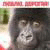 Donaldloafe