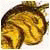 coloshika